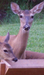 Doe and Fawns at Deer Feeder
