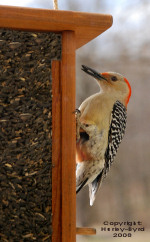 Red Bellied Woodpecker on Tube Feeder