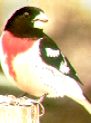 Rose-breasted Grosbeak
