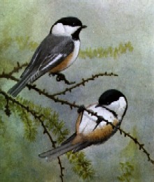 Black-capped Chickadee