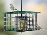 Suet Haveneder.