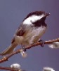 Black-capped Chickadee