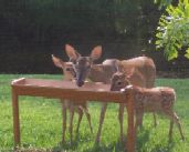 Doe and Her Fawns at Hurley-Byrd Feeder.