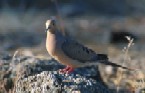 Rock Dove