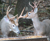 Mule Deer in Colorado enjoying Alfalfa Cubes.