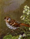 Fox Sparrow