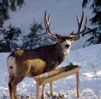 Mule Deer in Colorado enjoying Alfalfa Cubes.