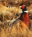Male Ring-necked Pheasant