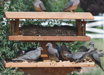 Ultra Mourning Dove on a Standard large Pole Mount.