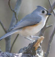 Black-capped Chickadee