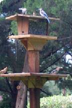 Blue Jays and Cardinals on Large Mourning Dove Bird Feeder