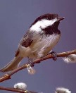 Black-capped Chickadee