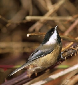 Black-capped Chickadee