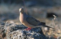 Rock Dove