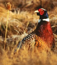 Male Ring-necked Pheasant