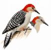 Red-bellied Woodpecker