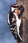Hairy Woodpecker