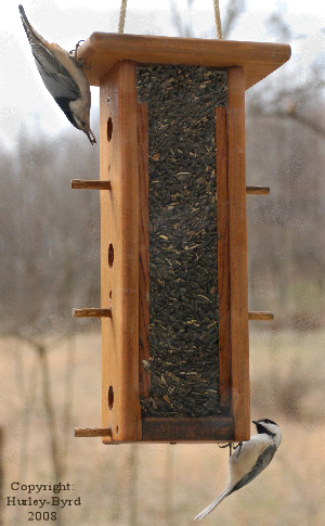 White-breasted Nuthatch and Black-capped Chickadee on Tube Feeder