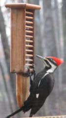 Pileated Woodpecker on Double Ladder Suet Feeder