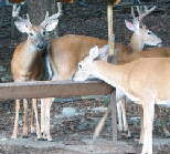 White Tailed Bucks at Covered Deer Feeder