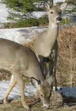 White-tailed Deer in Canaan Valley West Virginia