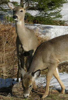 Whitetailed Deer 