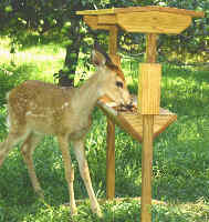 Fawn Deer at Covered Deer Feeder