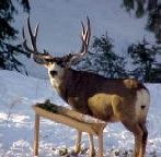 Mule Deer in Colorado