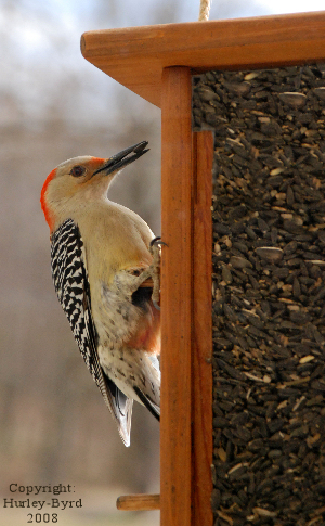 Red-bellied Woodpecker on Tube Feeder
