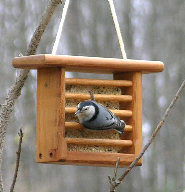 White-breasted Nuthatch on Suet Feeder