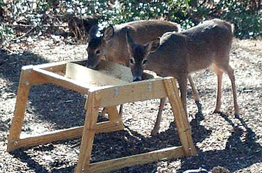 The White-tailed Deer Feeder.