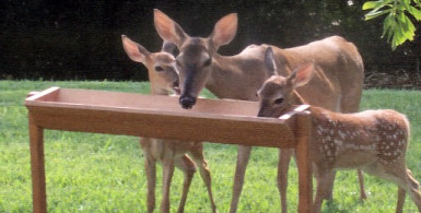 The White-tailed Deer Feeder.