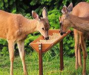 Our Very Popular Deer Feeder