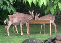 Standard Cedar Deer Feeder. The original and still one of the best.