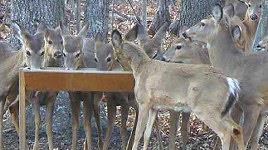 The Ultra Large Deer Feeder