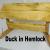 Hemlock Duck