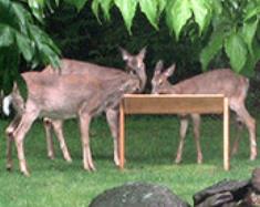Mourning Dove bird feeder and Seed Catcher Tray